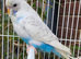 Various Quality Beautiful Budgies