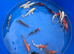 koi carp High Grade From &pound;5 each