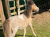 Beautiful spotted miniature colt