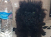 yorkiepoo puppy 1 boy left