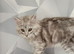 Tica registered maine coon kittens