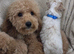 Poochon puppies (second Gen