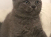 ***British Shorthair Kittens***