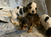 King Charles spaniel’s