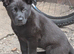 Female German shepherd