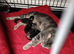 Male an female kitten