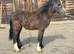 Welsh type yearling