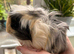 Guinea Pigs - pair of baby brothers
