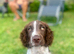 4 month Cocker