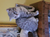 Scottish fold/straight kittens
