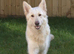 Female white gsd