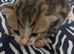 Bengal Cross Kittens