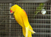 Lutino alexandrine
