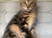 Female kitten