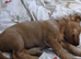 2 boys still.looking for loving new homes.