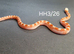 Hypo bloodred high pied corn snake