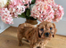 ️STUNNING RUBY F1 CAVAPOO PUPPIES READY NOW️