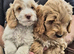Gorgeous baby’s