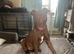 Staffy cross mastiff