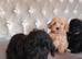 Beautiful Cavapoos