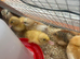 Chicks for sale