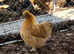 Various breeds for sale
