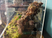 Sub adult poecilotheria regalis tarantula female And setup
