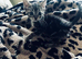 Tabby kitten 8 weeks