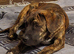 Cane corso puppies