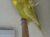 Budgies