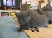 Russian Blue kittens for sale 2 Boys and 2 Girls