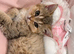 British shorthair chinchilla kitten
