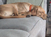 Charlie 7 month old pup