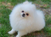 KC White pomeranian PROVEN STUD DUTIES ONLY