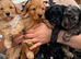 4 F1B Toy cockapoo puppies left