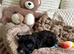 11 week old cockerpoo