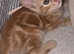 Ginger  kittens