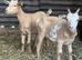 2 Pygmy x Golden guernsey wethers