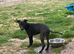 Whippet Puppies READY NOW
