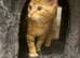 Kittens ready now