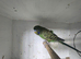 Male black face split black wing budgie