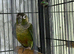 Baby Male conure Glasgow