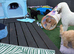 Standard poodle pups