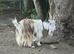 Pygmy males both castrated