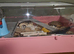 Handled dwarf hamster