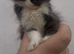 X3 British longhair kittens for sale