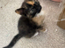 3 tuxedo kittys left!