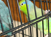 2 x parrotlets and cage