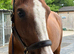 Broodmare/Fun Allrounder
