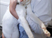 Flame Point Siamese